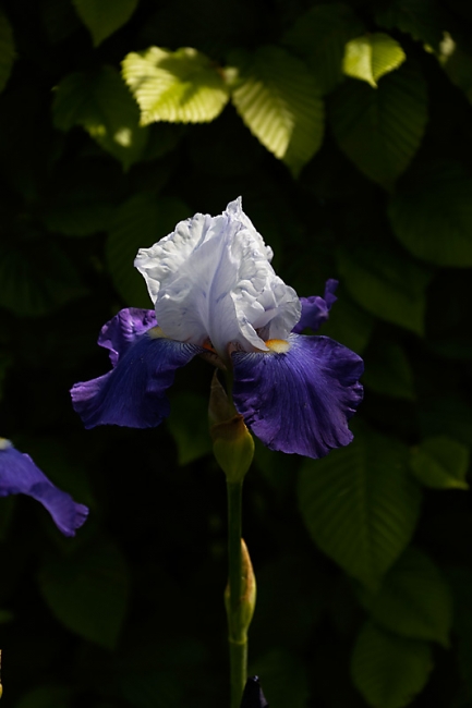 Jardin des Impressionnistes-MAI14-066